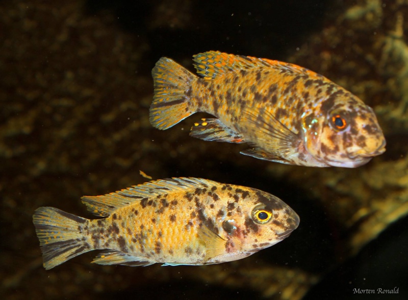 Labeotropheus fuelleborni 'Namalenje Island'
